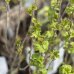 Ríbezľa čierna (Ribes nigrum) ´JUBILEJNAJA´ - výška 70-100 cm, stredne skorá, kont. 1.5L - KRÍKOVÁ